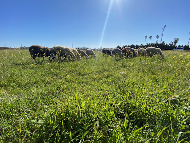 Life with a Yörük Shepherd